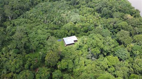 Hal Tentang Tarzan Indonesia Andrew Kalaweit