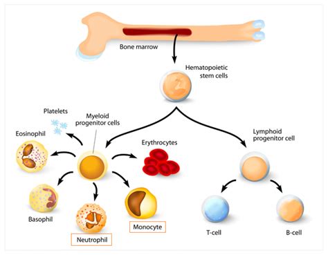 58 The Immune System Phagocytes Biology Notes For A Level