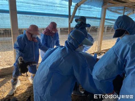 雲林禽場再爆h5n1亞型禽流感疫情 撲殺1萬2千隻黑羽土雞 Ettoday地方新聞 Ettoday新聞雲