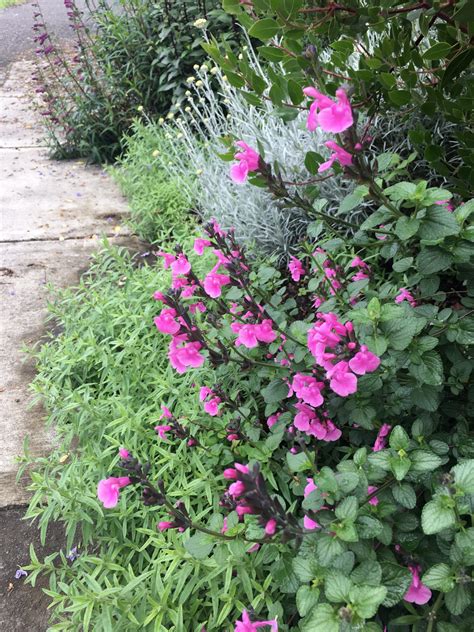 Salvia microphylla 'Flower Child' - Xera Plants