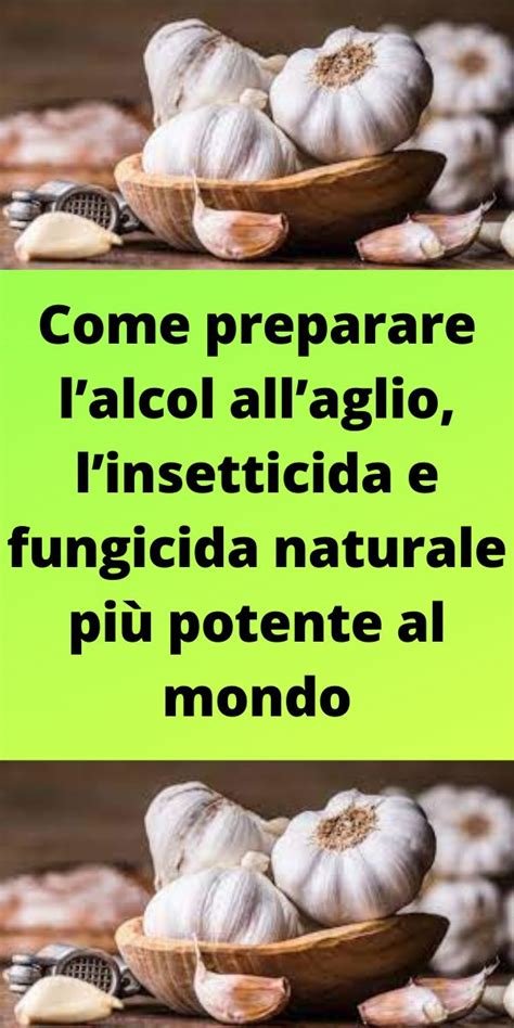 Come Preparare Lalcol Allaglio Linsetticida E Fungicida Naturale