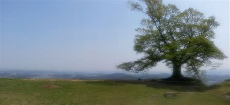 element   boroque style geneva ashdene