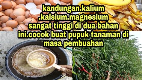 Cara Membuat Poc Kulit Pisang Dan Cangkang Telur Cara Membuat Pupuk