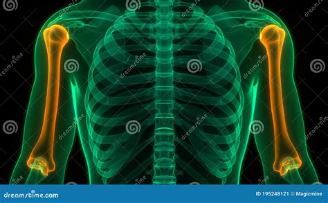 Humerus X Ray Osteology Of The Human Skeleton Arm Or Upper Limb Bones