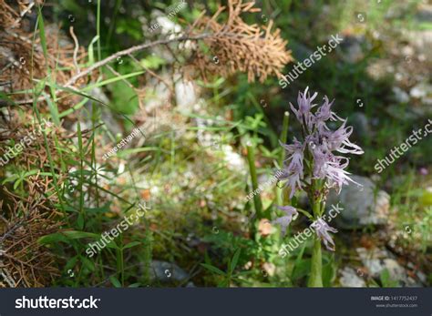 Naked Man Orchid Orchis Italica Pomena Stock Photo 1417752437 Shutterstock