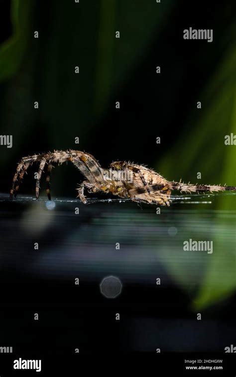 Spider Trapped Spiders Trappeds Stock Photo Alamy