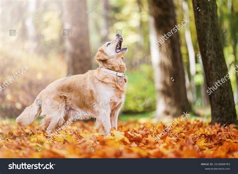 Happy Active Golden Retriever Dog Running Stock Photo 2218688783