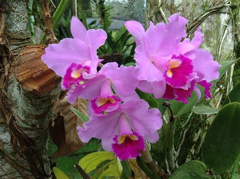 Imagens Pra Ver Fotos De Orquídeas