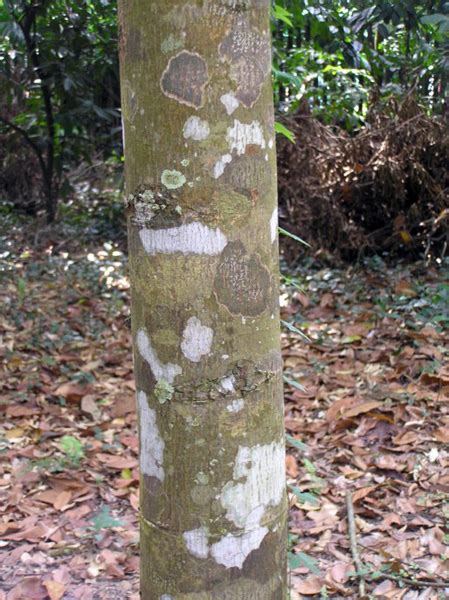 urat mata daun licin parashorea malaanonan juliettetaromartinez