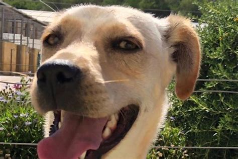 Chucha - SOS Animals