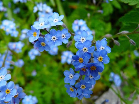 Forget Me Not Flowers Free Pictures | Best Flower Site
