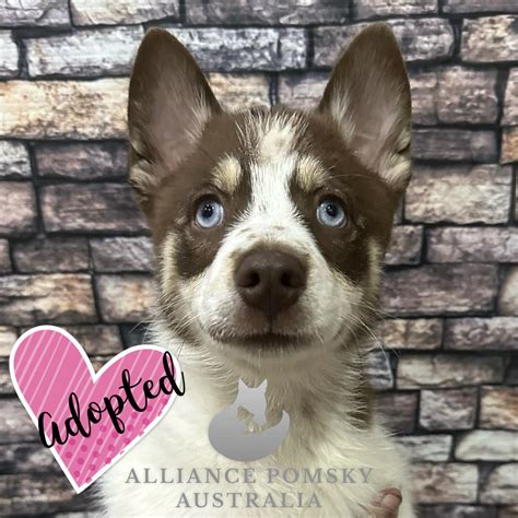 Husky X Pomeranian - Elimbah - PetsForHomes