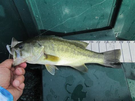 crappiecom crappie fishing articles forums tips  techniques