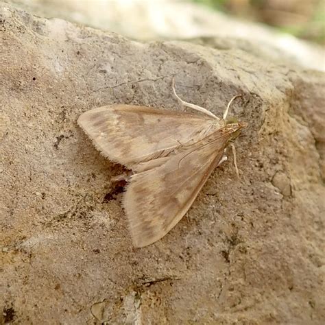 Ostrinia Nubilalis Somerset Moths