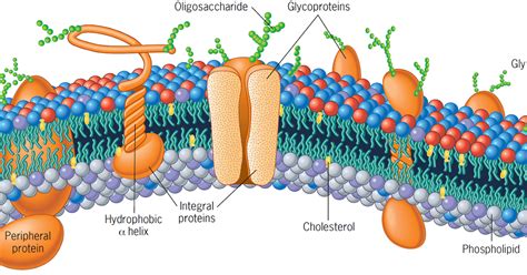 BIOLOGIA CELULAR: MEMBRANA PLASMÁTICA ( MODELO MOSAICO FLUÍDO)