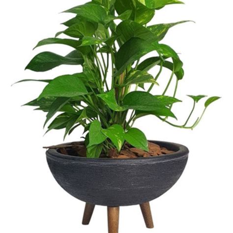 Vasos Para Planta Jiboia - Kit VKit Vaso Bacia + Muda De Jiboia Decoração Com Substrato Preto ...