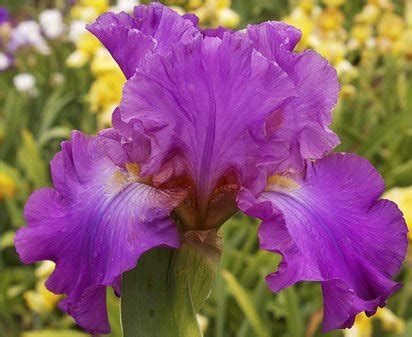 Loganberry Squeeze Tall Bearded Iris Nola S Iris Gardens