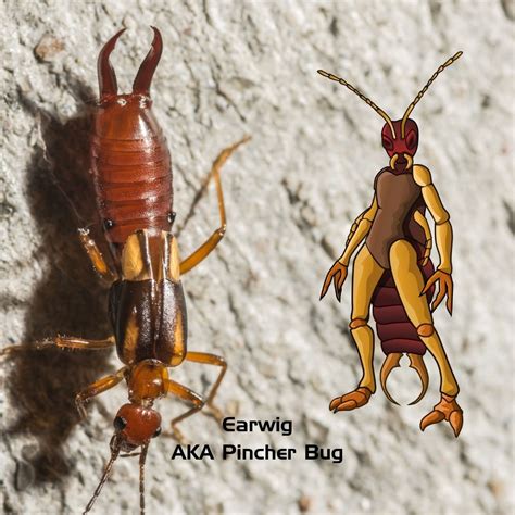 Earwigs Heat Pest Services Bed Bug Treatment Pest Control Heroes