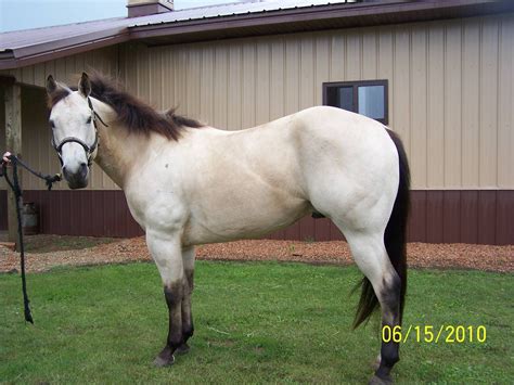 buttermilk buckskin | Beautiful horses, Aqha horses, Horses