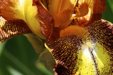Honey Iris – SHERRY LEEDY CONTEMPORARY ART