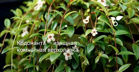 Кодонанта — изящная комнатная верхолазка. Виды, выращивание, уход. Фото ...