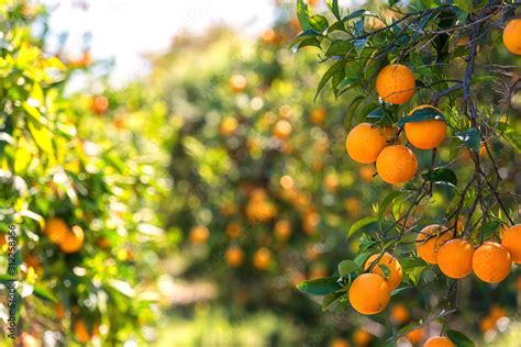 Orange Garden In Sunlight With Ripe Orange Fruits On The Sunny Trees