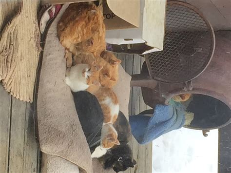 can cats get piles 2