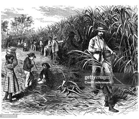 2157 Slaves Working Stock Photos High Res Pictures And Images