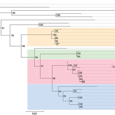 Maximum Likelihood Raxml Tree Based On Concatenated Data Set Of Coi