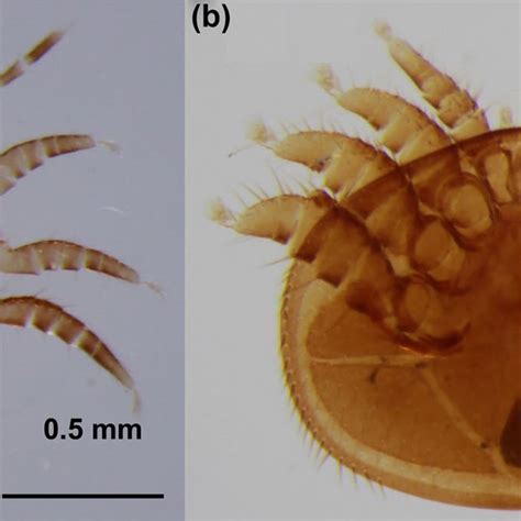 adult female tropilaelaps mercedesae   varroa destructor