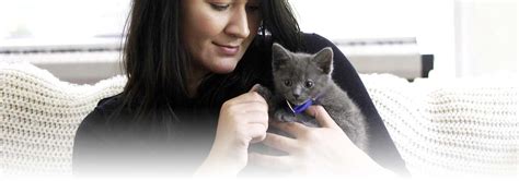 Bringing your kitten home | Hill's Pet