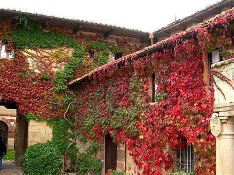 Plantas Trepadoras Con Flor Que Debes Tener En Casa Estreno Casa