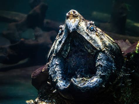 Biggest Alligator Snapping Turtle Ever Recorded