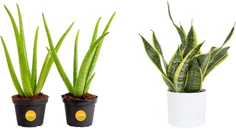 Amazon Costa Farms Aloe Vera Pack Live Succulent Plant