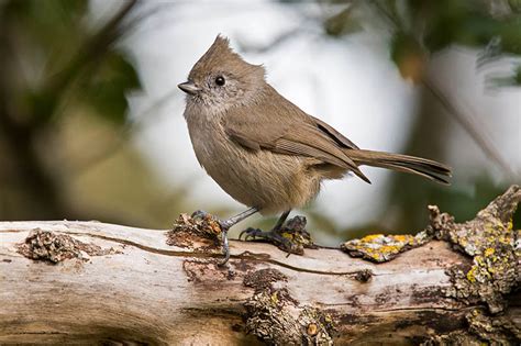 Oak Titmouse Field Guide Pictures Habitat And Info Optics Mag