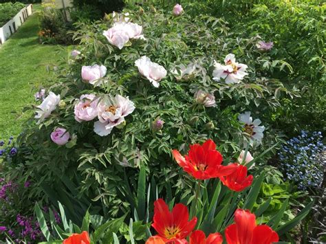 Пион древовидный семена пиона: показываю как интересно выглядят