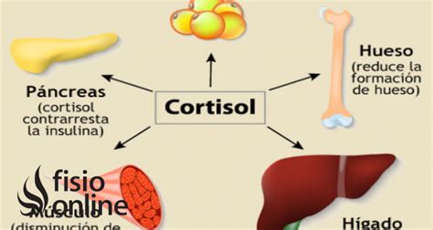 Cortisol | Qué es, qué órgano la segrega, efectos, en qué estructuras