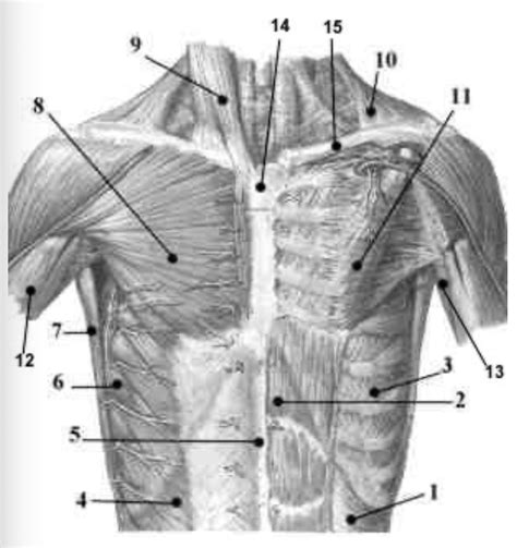 Chest muscles 2 Diagram | Quizlet