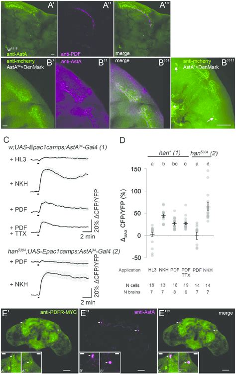 The AstA Expressing PLP Neurons Are A Downstream Target Of The Clock