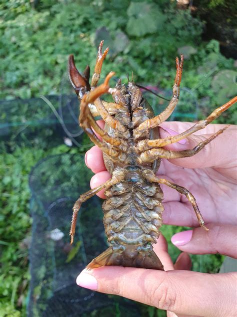 Koji slatkovodni rakovi žive u našim rijekama? | Zagorje Priroda