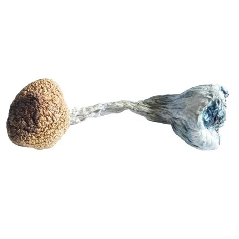 Jedi Mind Fuck Mushrooms Shrooms And Edibles