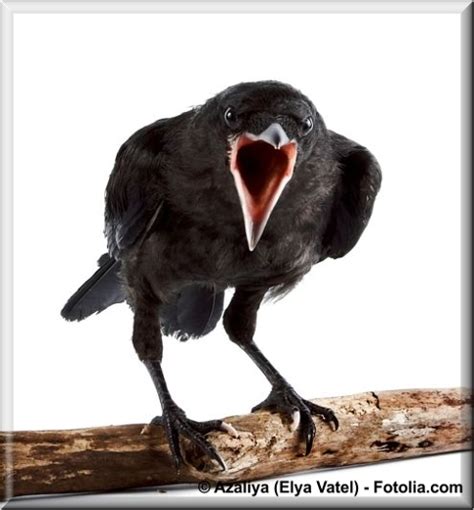 Der Fuchs und der Rabe, www.rumpelstilz.li