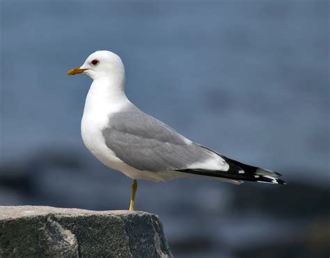 35 Types of Seagulls (Pictures And Identification)