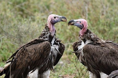 Lappet Faced Vultures Are The Largest In Africa They Grow To Over A