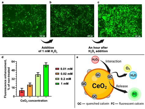 Cells Free Full Text Calcein Modified Ceo2 For Intracellular Ros