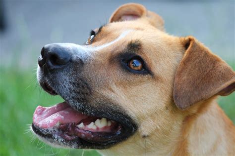 Symptoms of Staph Infection in Dogs | Canna-Pet®