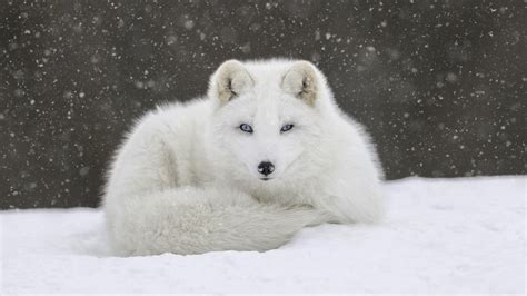 Baby Arctic Fox Wallpapers - Top Free Baby Arctic Fox Backgrounds ...