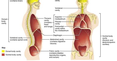 Anatomy And Physiology I Coursework Dorsal Ventral Body Cavities