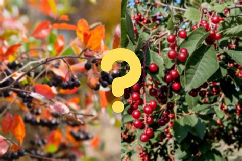 Chokeberry Vs Chokecherry Key Differences Thriving Yard