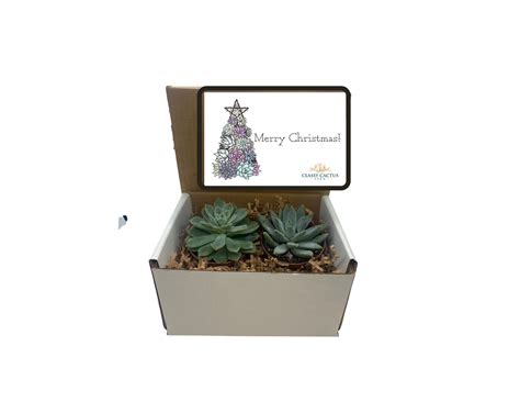 Merry Christmas Succulent Gift Box – Classy Cactus Farm, LLC